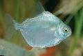 Photo Freshwater Fish Silver Dollar Tetra 