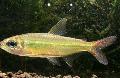 Photo Freshwater Fish Colletts tetra 