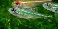 Photo Freshwater Fish Moenkhausia intermedia 