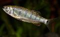Photo Freshwater Fish Barilius dogarsinghi 