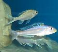 Aquarium Fishes Bathyphilus Blue Yellow Isanga Photo