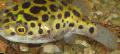 Photo Freshwater Fish Leopard Puffer 