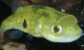 Photo Freshwater Fish Tetraodon cutcutia 