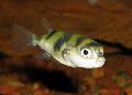 Photo Freshwater Fish Amazon Puffer 