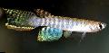 Photo Freshwater Fish Aphyolebias 