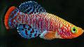 Photo Freshwater Fish Nothobranchius 