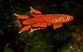 Photo Freshwater Fish Aphyosemion 