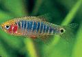 Photo Freshwater Fish Microrasbora 