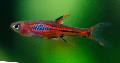 Photo Freshwater Fish Rasbora brigittae 