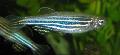 Photo Freshwater Fish Zebra Danio, Danio rerio 