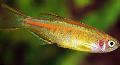 Photo Freshwater Fish Glowlight danio 