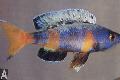 Photo Freshwater Fish Sardine Cichlid 