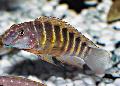 Photo Freshwater Fish Striped Goby Cichlid 