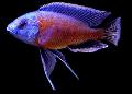 Photo Freshwater Fish Red Finned Borleyi 