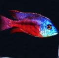 Aquarium Fishes Copadichromis boadzulu  Photo