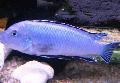 Aquarium Fishes Powder Blue Cichlid  Photo