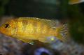 Photo Freshwater Fish Pseudotropheus lombardoi 