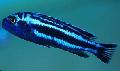 Aquarium Fishes Maingano Cichlid Photo