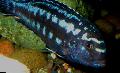 Photo Freshwater Fish Johanni Cichlid 
