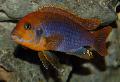 Photo Freshwater Fish Rusty Cichlid 
