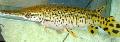 Photo Freshwater Fish Alligator gar 