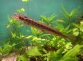Photo Freshwater Fish Longnose gar 