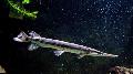 Photo Freshwater Fish Shortnose gar 