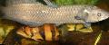 Photo Freshwater Fish African Arowana 
