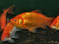 Photo Freshwater Fish Goldfish 