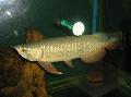 Photo Freshwater Fish Golden arowana 