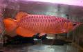 Aquarium Fishes Asian bonytongue, Malayan bony-tongue Photo