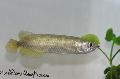 Photo Freshwater Fish Jardini Arowana, Australian Pearl Arowana 