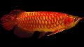 Aquarium Fishes Super red arowana Photo