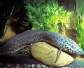  Marbled lungfish  Photo