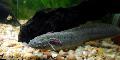 Photo Freshwater Fish East african lungfish 