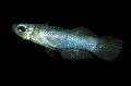 Photo Freshwater Fish Norman's lampeye 