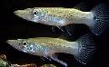 Aquarium Fishes Pike Topminnow Photo