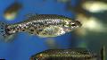 Photo Freshwater Fish Butterfly splitfin, Goodeid 