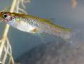 Photo Freshwater Fish Gambusia 