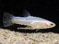 Photo Freshwater Fish Girardinus 