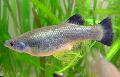 Photo Freshwater Fish Goodea 