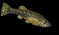 Photo Freshwater Fish Ilyodon 
