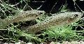 Аквариумные Рыбки Дженинсия, Jenynsia пятнистый Фото