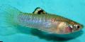 Aquarium Fishes Cauca-molly  Photo