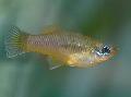 Photo Freshwater Fish Priapella 