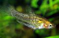 Photo Freshwater Fish Quintana atrizona 