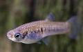 Photo Freshwater Fish Scolichthys 