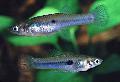 Akvaryum Balıkları Scolichthys gümüş fotoğraf