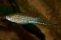 Aquarium Fishes Xiphophorus mayae  Photo
