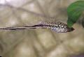 Photo Freshwater Fish Mexican swordtail, Montezuma swordtail 
